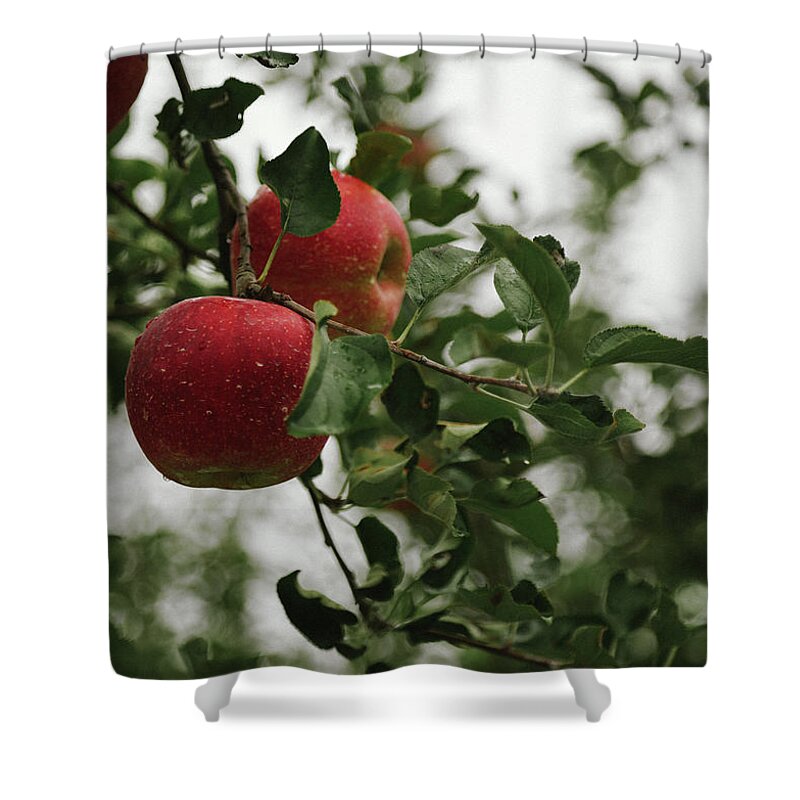 Fruit Shower Curtain featuring the photograph Apple tree by Hyuntae Kim