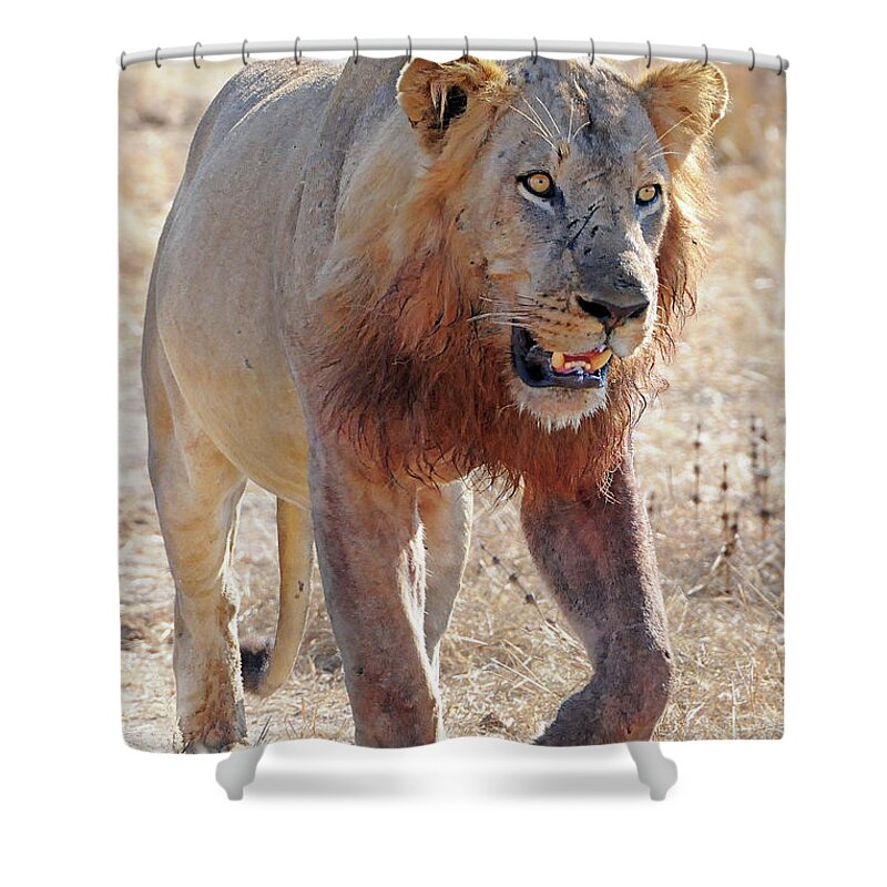Lion Shower Curtain featuring the photograph Approaching Lion by Ted Keller