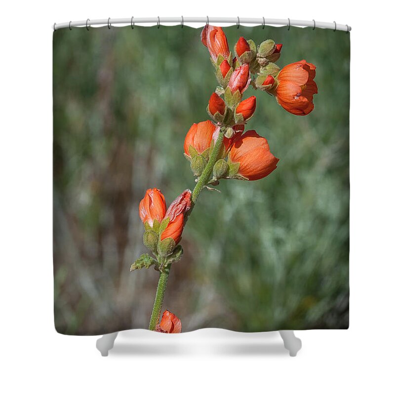Wildflower Shower Curtain featuring the photograph Apricot Mallow 3 by Rick Mosher
