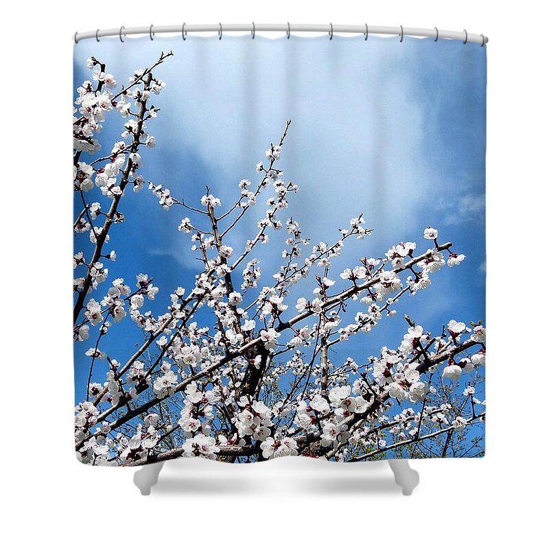 Apricot Tree Shower Curtain featuring the photograph Apricot Tree In Bloom by Will Borden