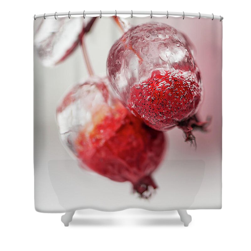 Awakening Shower Curtain featuring the photograph April Ice Storm Apples by Jakub Sisak