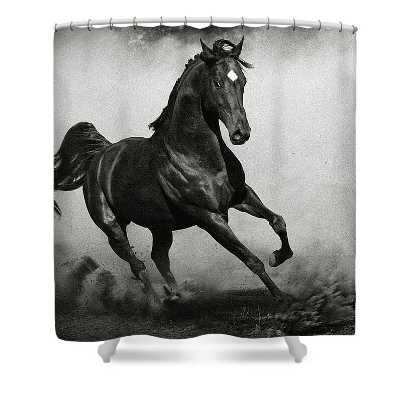 Arab Shower Curtain featuring the photograph Arabian Horse by Dimitar Hristov
