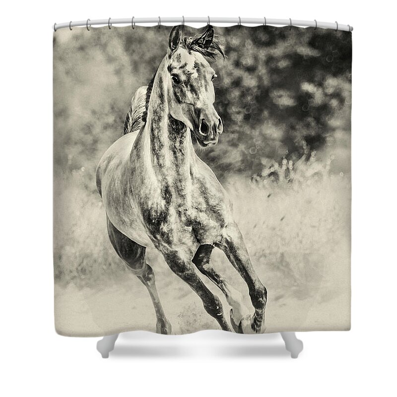 Horse Shower Curtain featuring the photograph Arabian horse running on sunny meadow by Dimitar Hristov