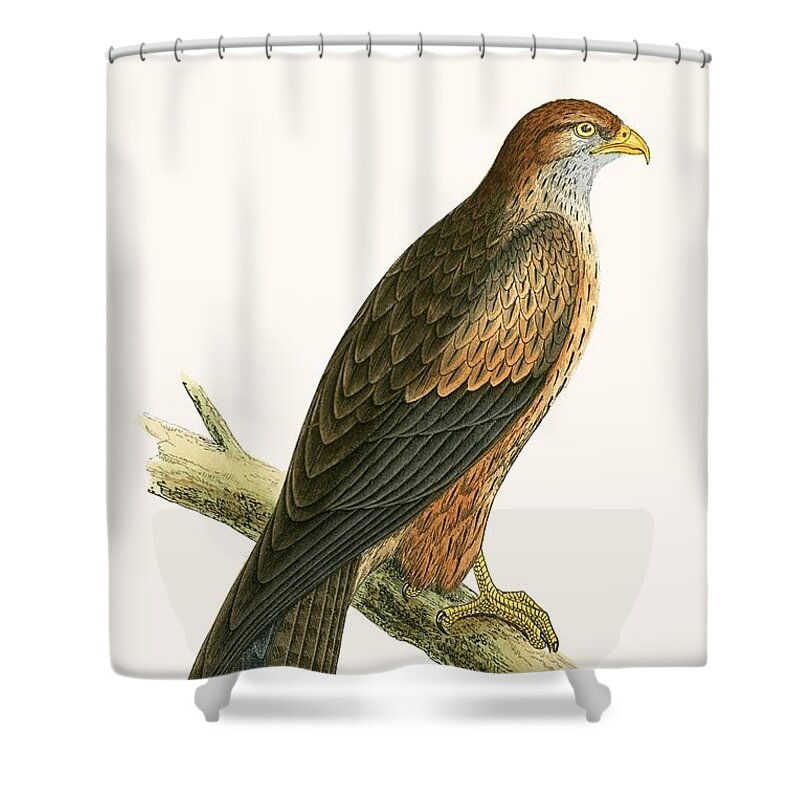 Ornithology Shower Curtain featuring the painting Arabian Kite by English School