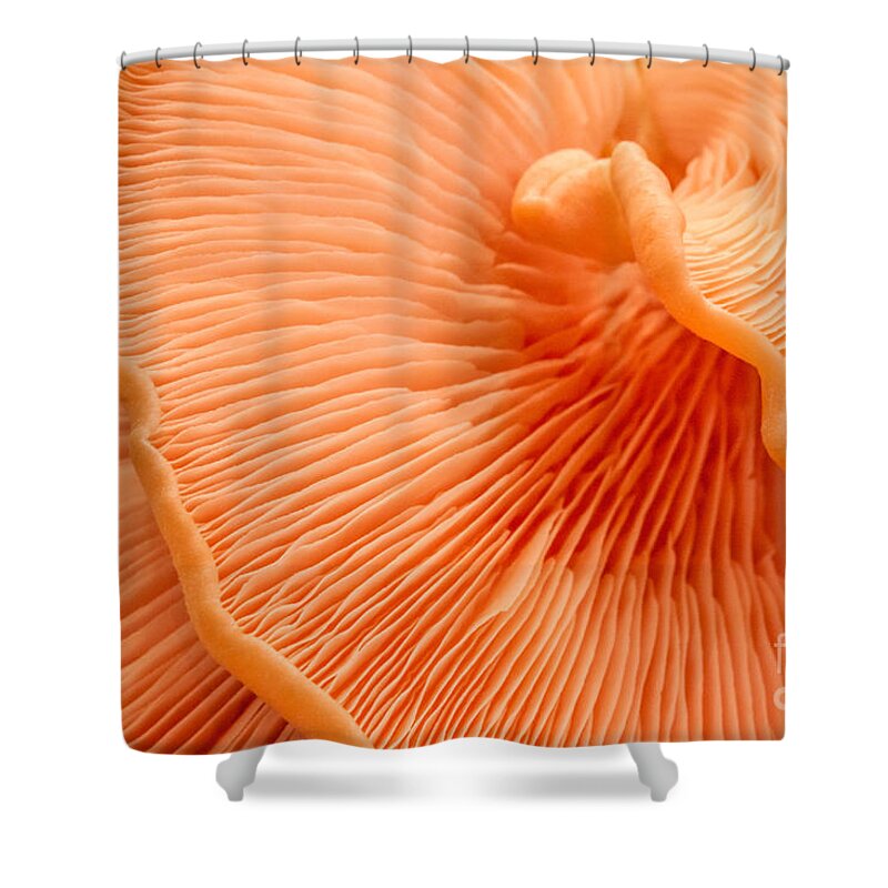 Pink Oysters Shower Curtain featuring the photograph Arc of Life by Marilyn Cornwell