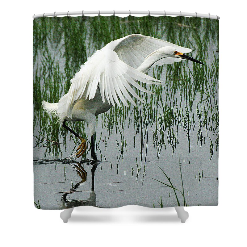 Wildlife Shower Curtain featuring the photograph Arched Wings by William Selander