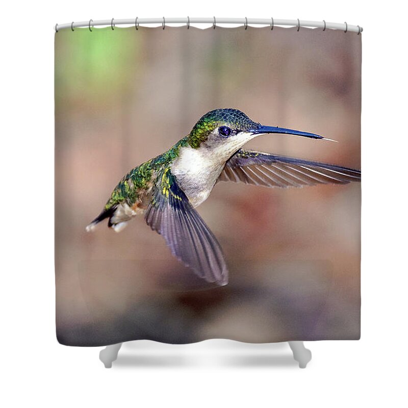 Animal Shower Curtain featuring the photograph Female Archilochus colubris by Traveler's Pics