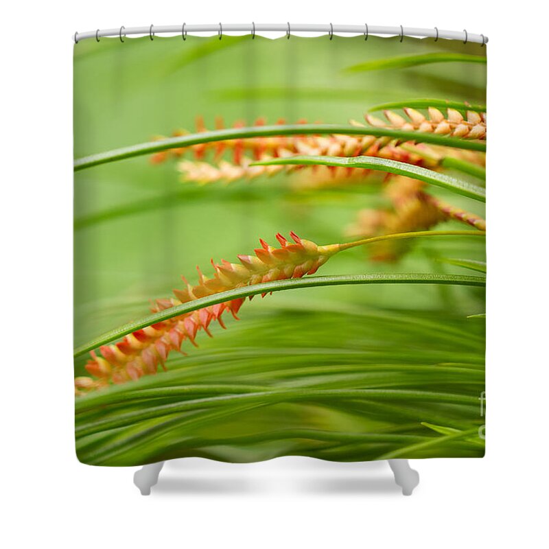 Botanic Gardens Shower Curtain featuring the photograph Arching by Marilyn Cornwell