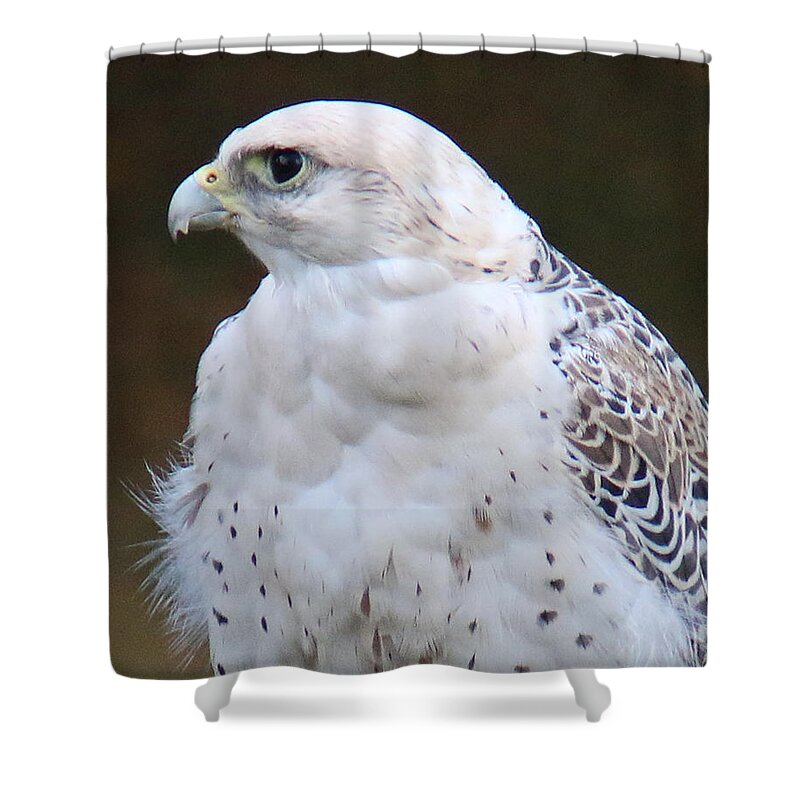 Wildlife Shower Curtain featuring the photograph Arctic Falcon in Profile by William Selander