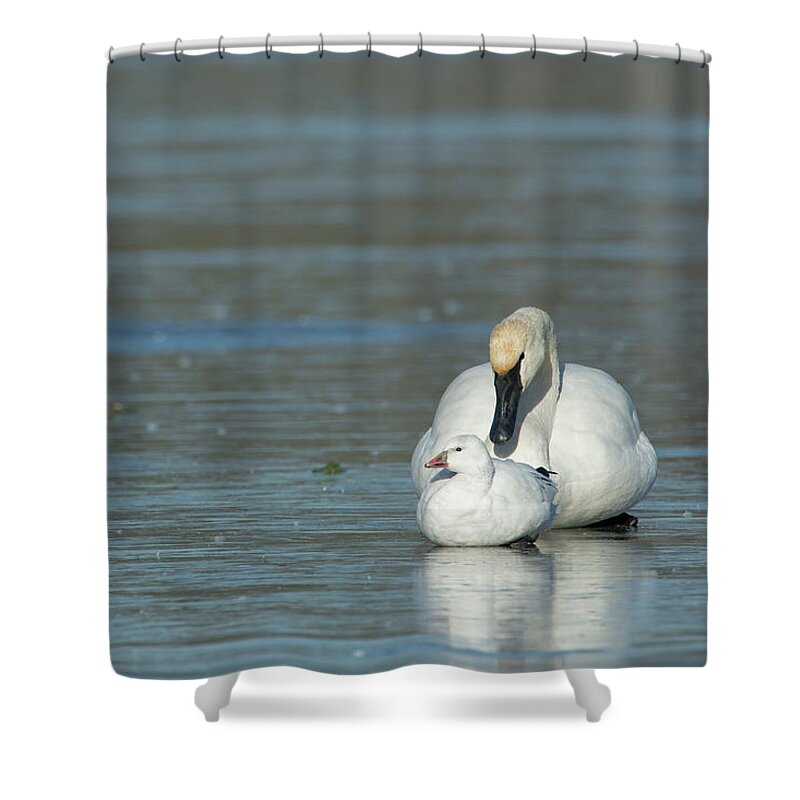 Ross Goose Shower Curtain featuring the photograph Are You My Mommy? by Eilish Palmer