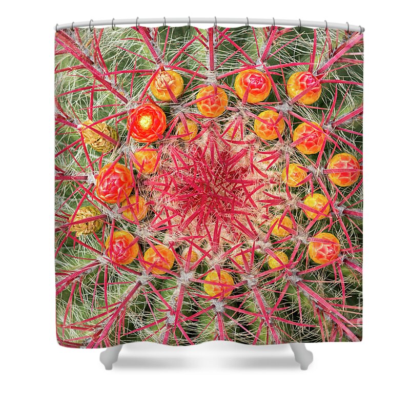 Cactus Shower Curtain featuring the photograph Arizona barrel cactus by Delphimages Photo Creations