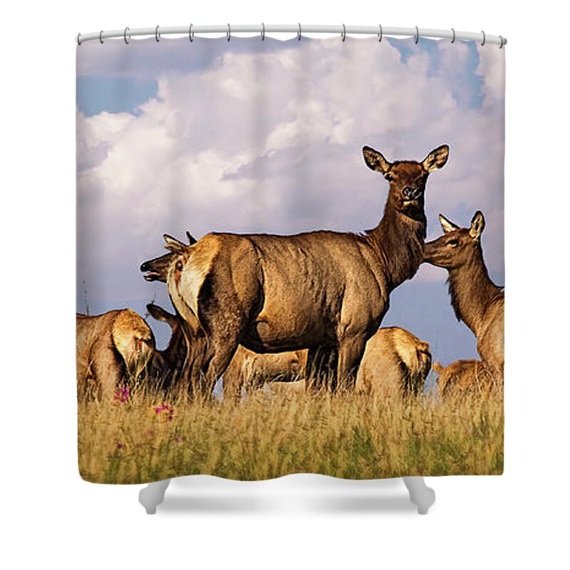 Arizona Elk On The Rise Shower Curtain featuring the photograph Arizona Elk On the Rise by Priscilla Burgers