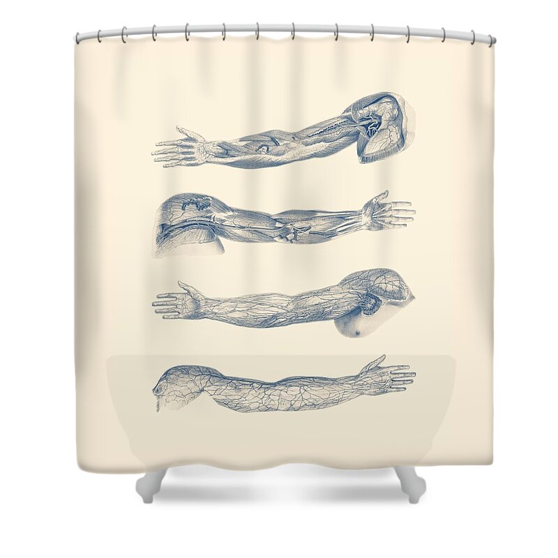 Arm Anatomy Shower Curtain featuring the drawing Arm and Hand Diagram - Quad View - Vintage Anatomy Print by Vintage Anatomy Prints