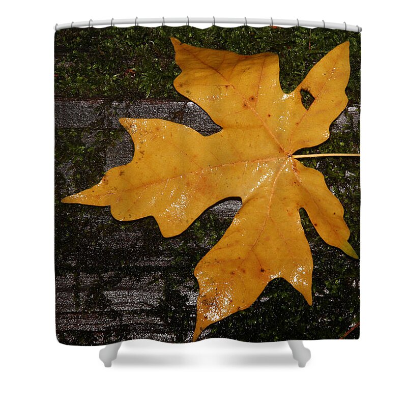 Armstrong Woods Shower Curtain featuring the photograph Armstrong Woods, Sonoma County, California by Wernher Krutein