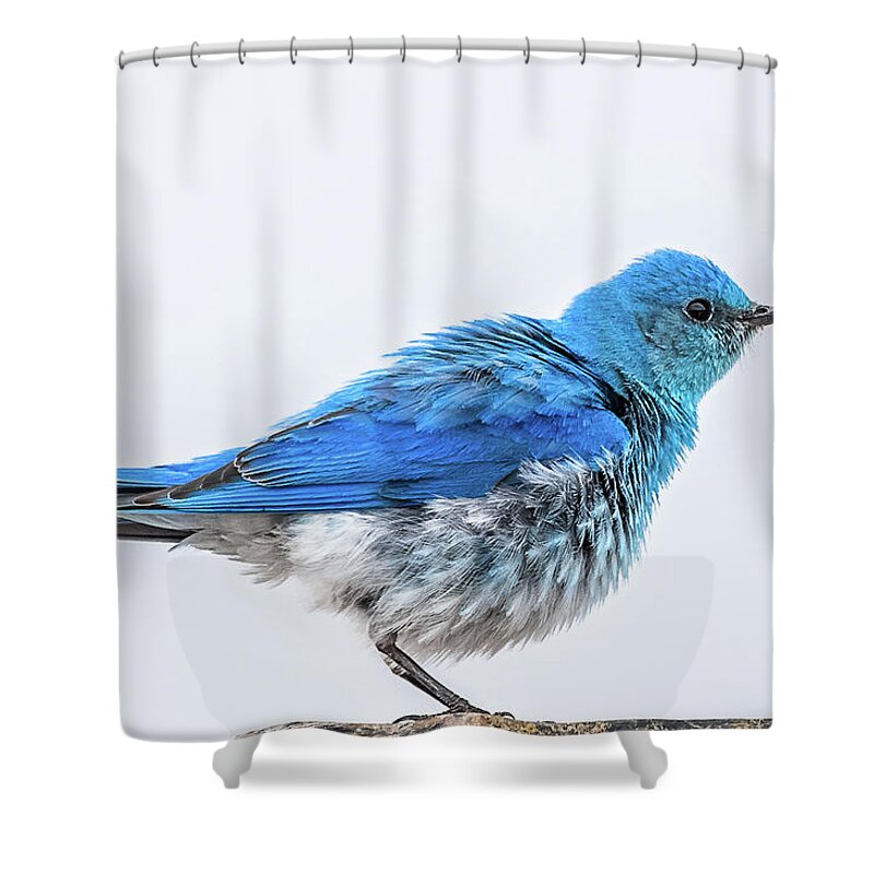 Bluebird Shower Curtain featuring the photograph Arriving In Spring by Yeates Photography