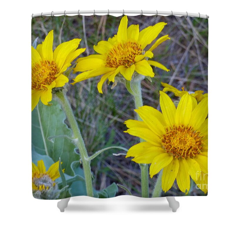 Flower Shower Curtain featuring the photograph Arrowleaf Balsamroot Flower by Charles Robinson