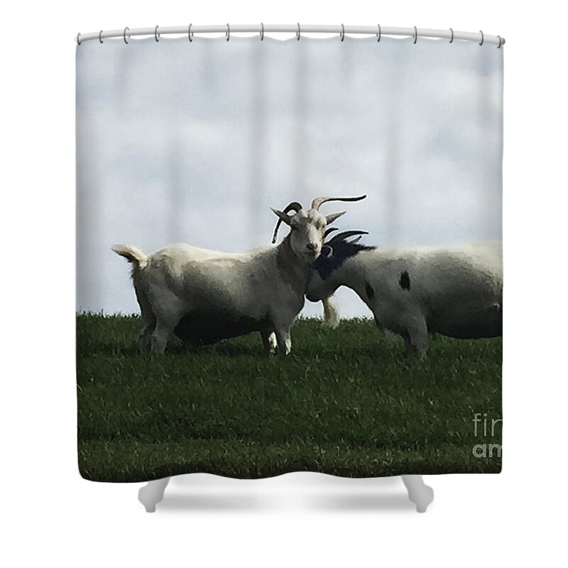 White Shower Curtain featuring the photograph Art Goats I by Margie Hurwich