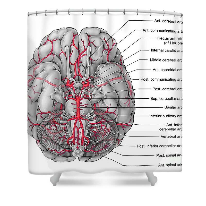 Art Shower Curtain featuring the photograph Arteries Of The Brain, Illustration by Evan Oto