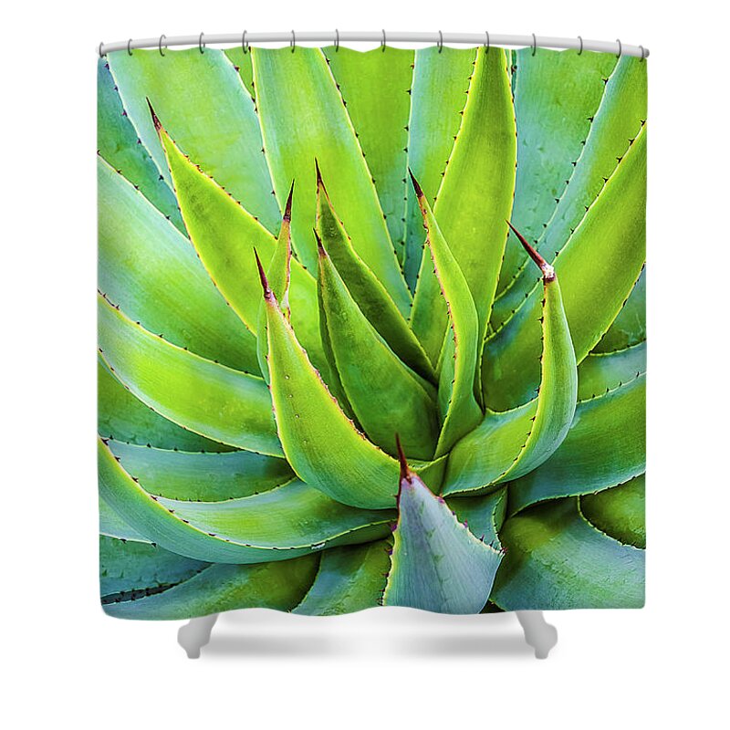 Agave Shower Curtain featuring the photograph Artichoke Agave Desert Plant by Julie Palencia