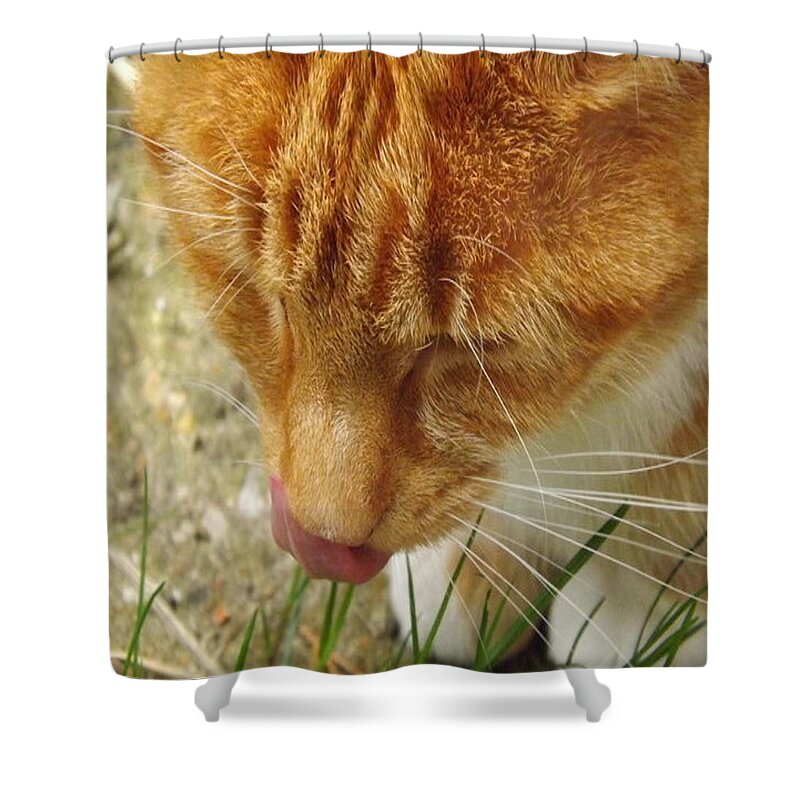 Landscape Shower Curtain featuring the photograph Tabby by Denise Morgan