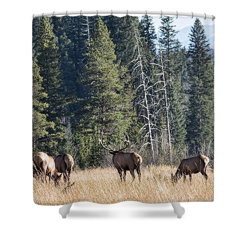 2014 October Shower Curtain featuring the photograph Rocky Mountain Elk Herd by Bill Kesler