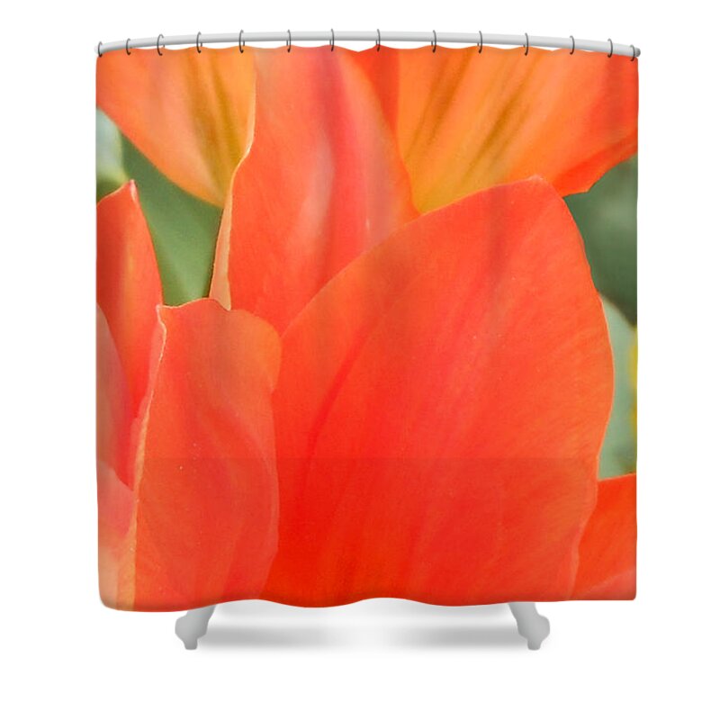 Orange Tulip Shower Curtain featuring the photograph Orange Emperor Tulips by Kristin Aquariann