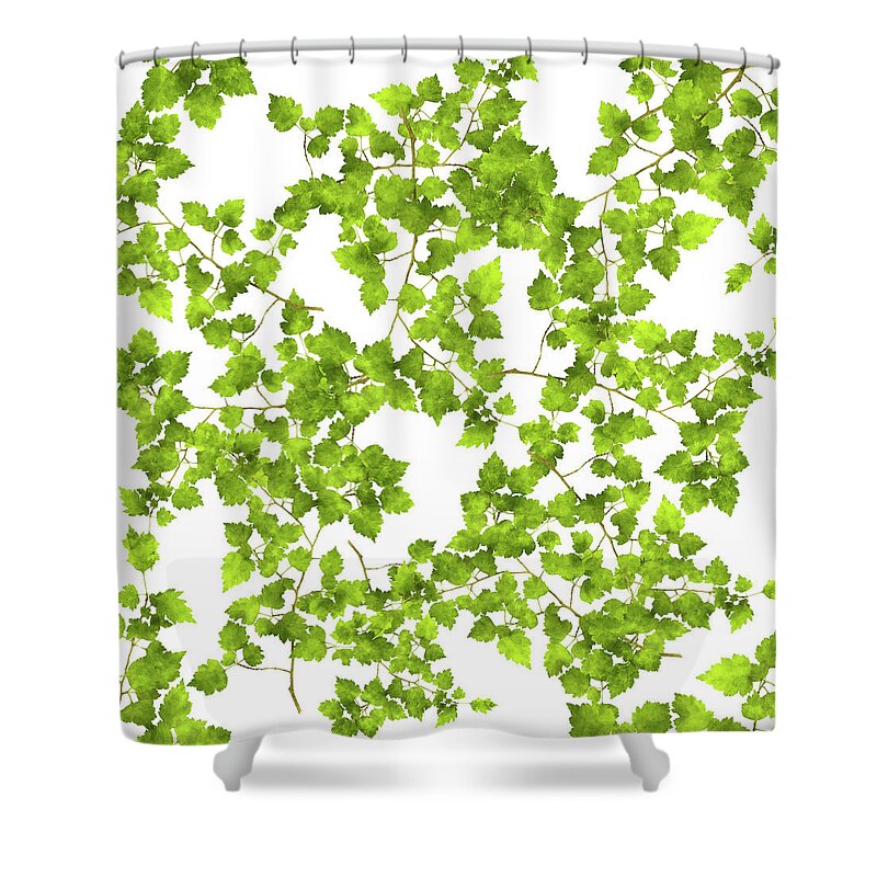 Leaves Shower Curtain featuring the mixed media Hawthorn Pressed Leaf Art by Christina Rollo