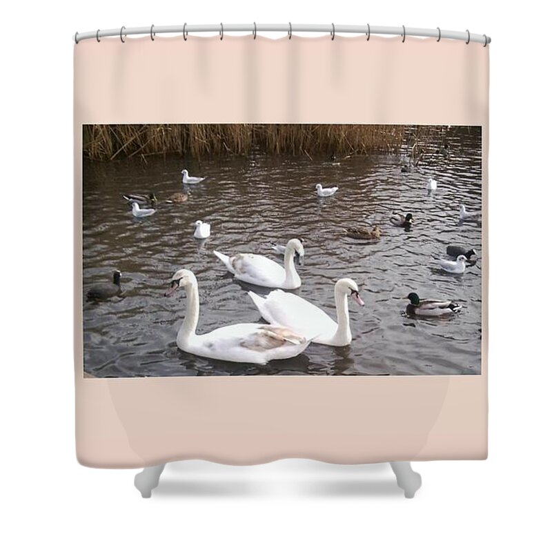 Swan Shower Curtain featuring the photograph Swans 3 by Julia Woodman