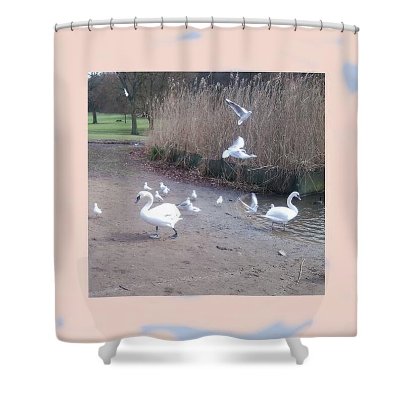Swan Shower Curtain featuring the photograph Swans 4 by Julia Woodman