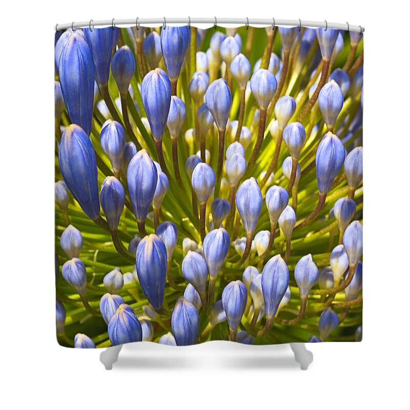 Lily Of The Nile Shower Curtain featuring the photograph Agapanthus In Fireworks by Joy Watson