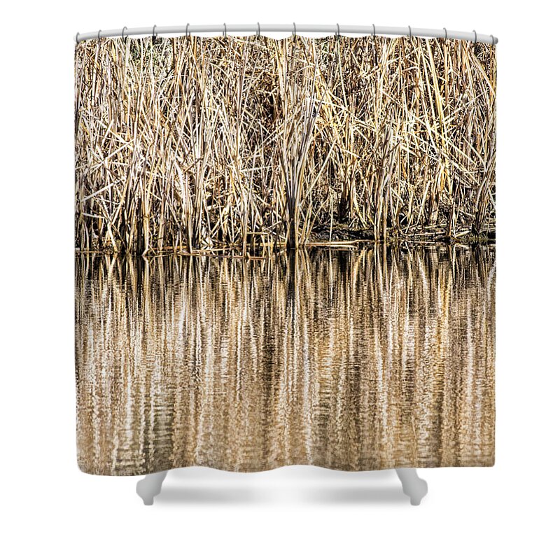 Bill Kesler Photography Shower Curtain featuring the photograph Golden Reed Reflection by Bill Kesler