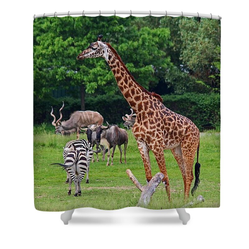 Giraffe Shower Curtain featuring the photograph As Long As We're Together by Michiale Schneider