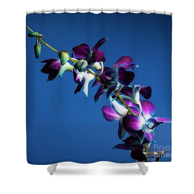 Orvchidl Shower Curtain featuring the photograph Ascension by Doug Norkum