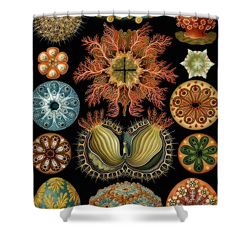Sea Squirts Shower Curtains