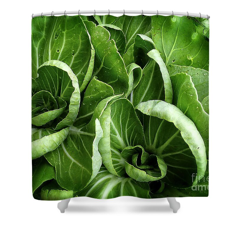 Cabbage Shower Curtain featuring the photograph Asian Cabbage aka Bok Choi by Dee Flouton
