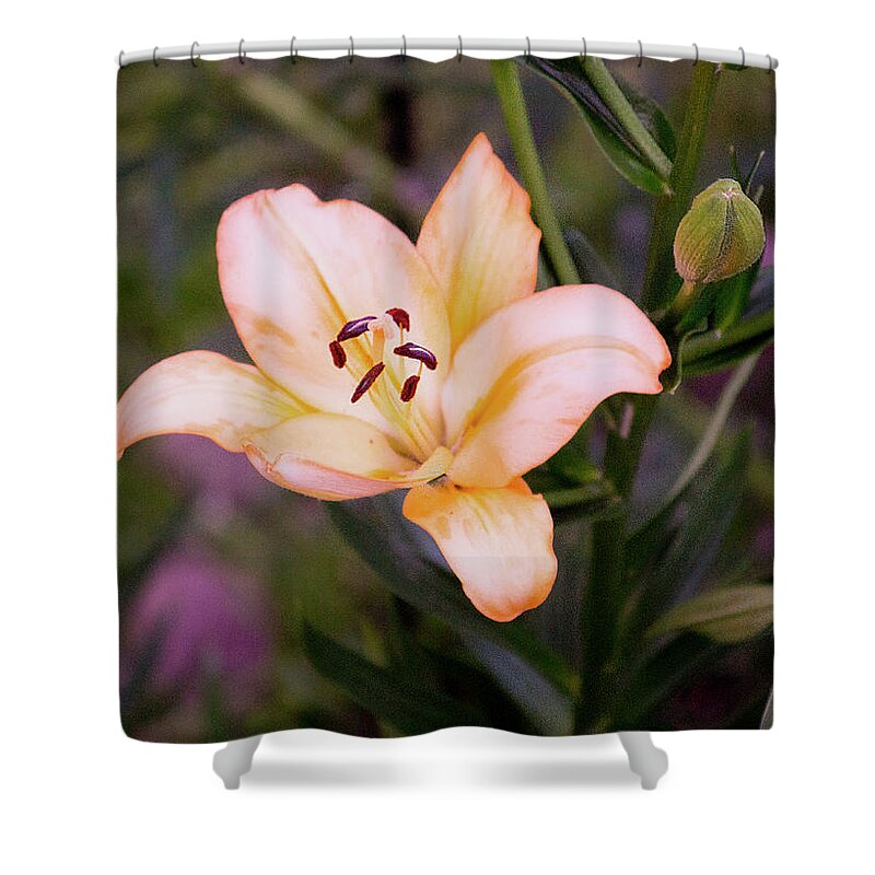 Lilium Shower Curtain featuring the photograph Asiatic Lilly by M Three Photos