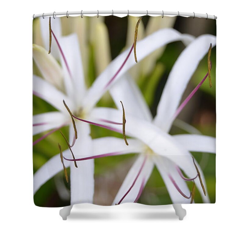 Kauai Shower Curtain featuring the photograph Asiatic Poison Lily 2 by Amy Fose
