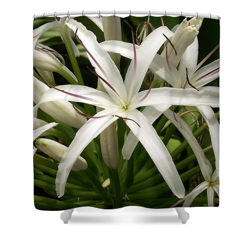 Flower Shower Curtain featuring the photograph Asiatic Poison Lily by Amy Fose