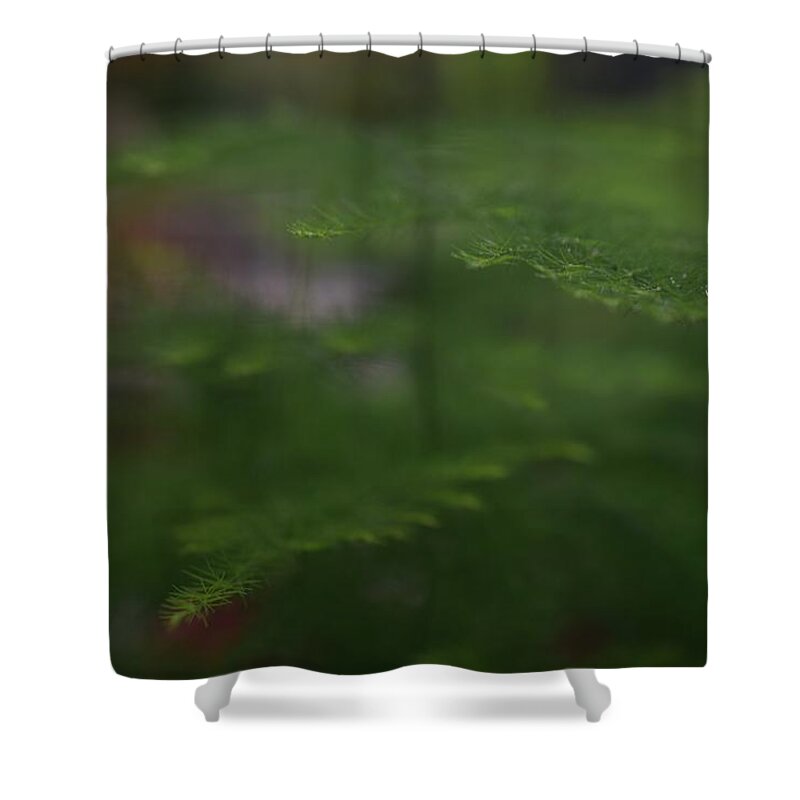 Asparagus Shower Curtain featuring the photograph Asparagus Fern by Jimmy Chuck Smith