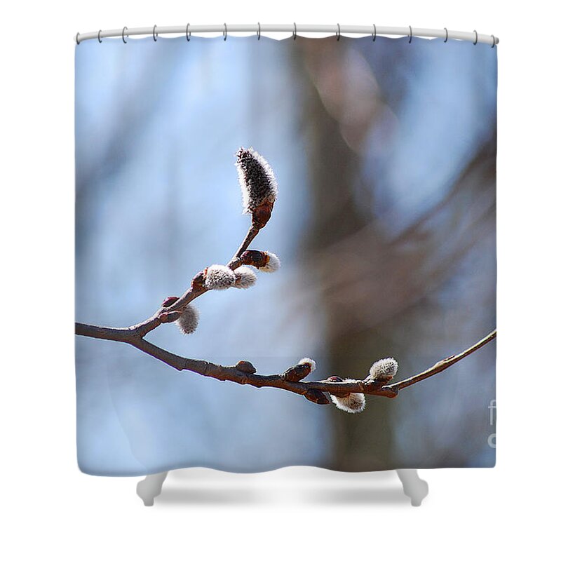 Catkins Shower Curtain featuring the photograph Aspen Catkins 20120314_33a by Tina Hopkins