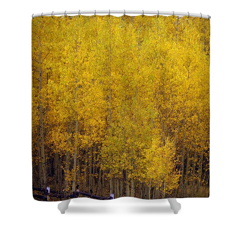 Fall Colors Shower Curtain featuring the photograph Aspen Fall 2 by Marty Koch