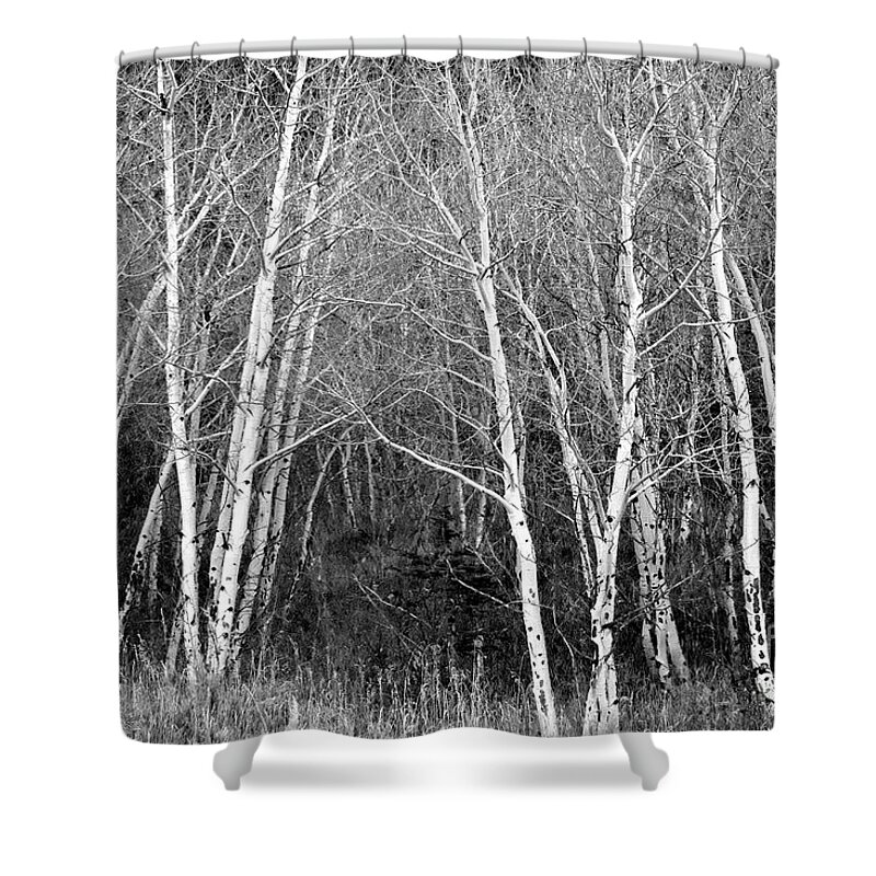 Aspen Shower Curtain featuring the photograph Aspen Forest Black and White Print by James BO Insogna