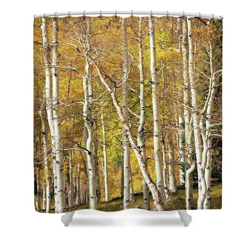 Aspen Shower Curtain featuring the photograph Aspen Forest by Doug Sturgess