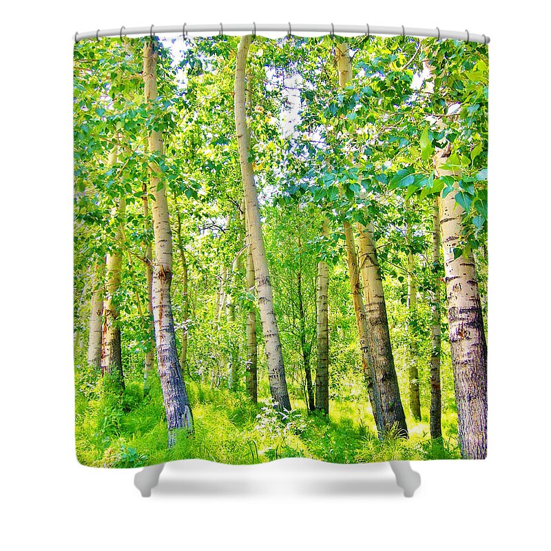 Nature Shower Curtain featuring the photograph Aspen Forest by Marilyn Diaz