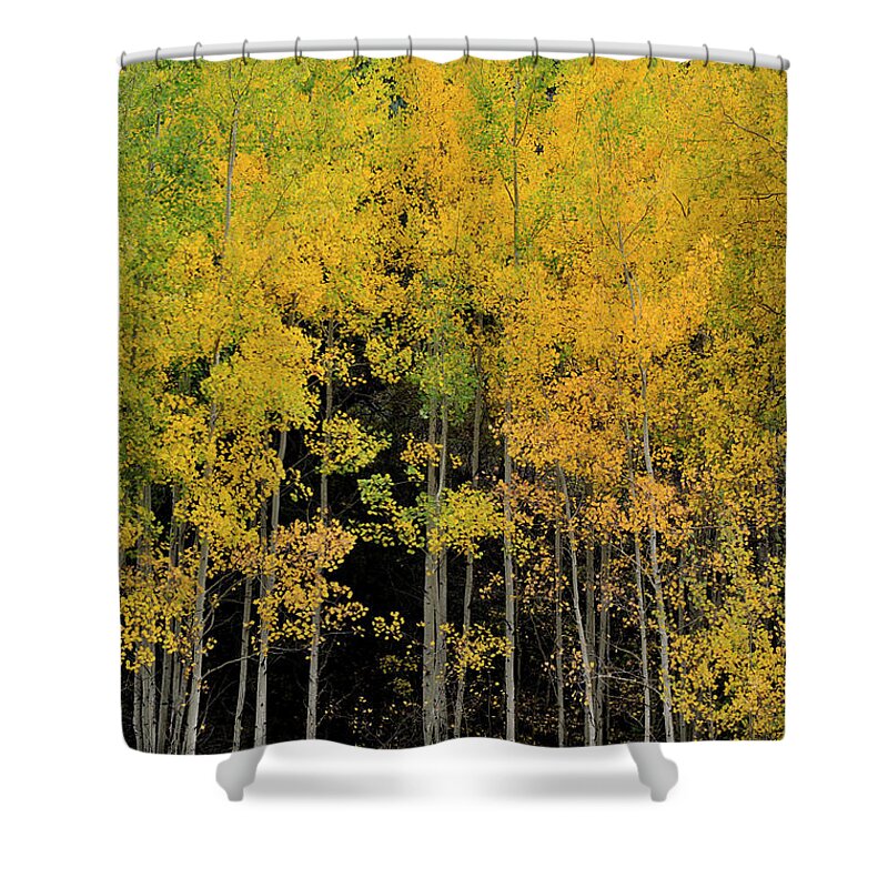 Landscape Shower Curtain featuring the photograph Aspen Haven by Ron Cline