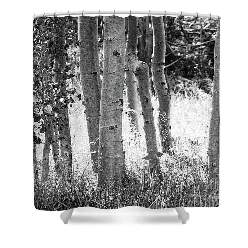 Aspes Shower Curtain featuring the photograph Aspen Trunks by Anthony Michael Bonafede