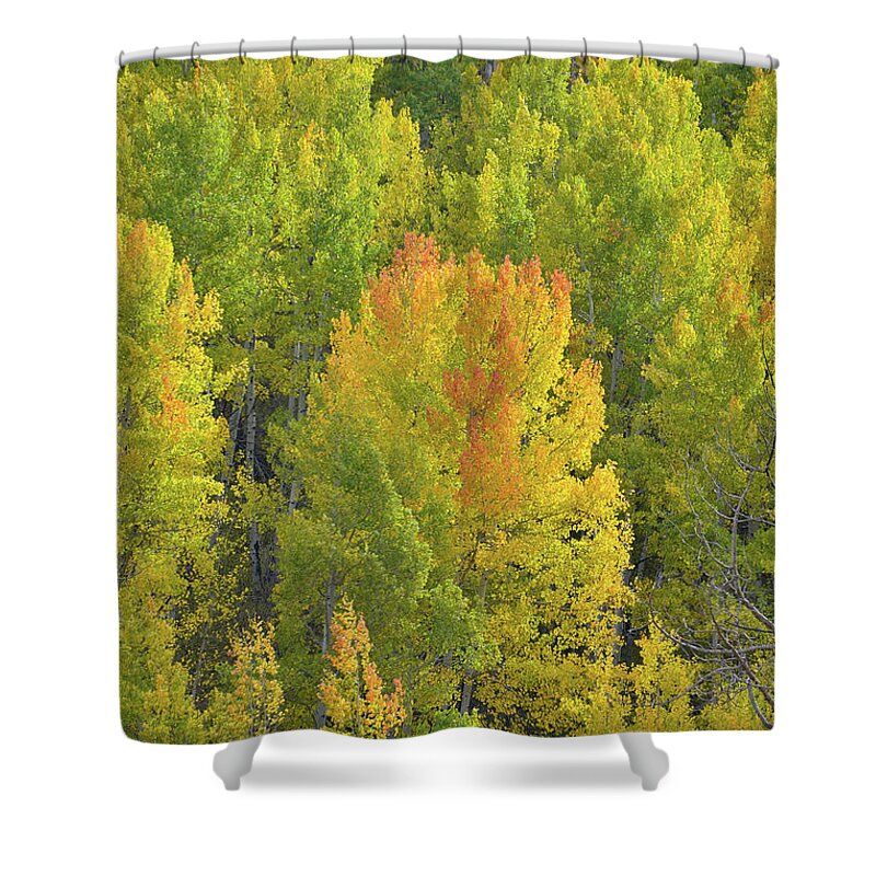 Colorado Shower Curtain featuring the photograph Aspens Glowing in Evening Sunlight by Ray Mathis