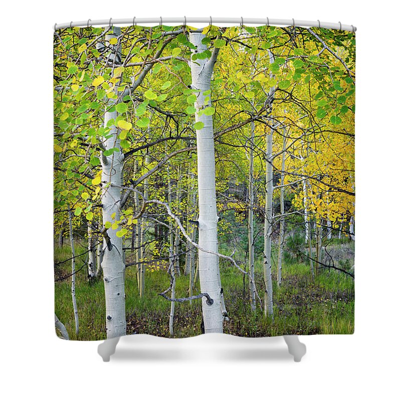 Aspen Shower Curtain featuring the photograph Aspens In Autumn 6 - Santa Fe National Forest New Mexico by Brian Harig