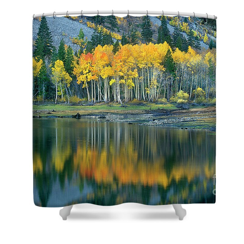 Dave Welling Shower Curtain featuring the photograph Aspens In Fall Color Along Lundy Lake Eastern Sierras California by Dave Welling