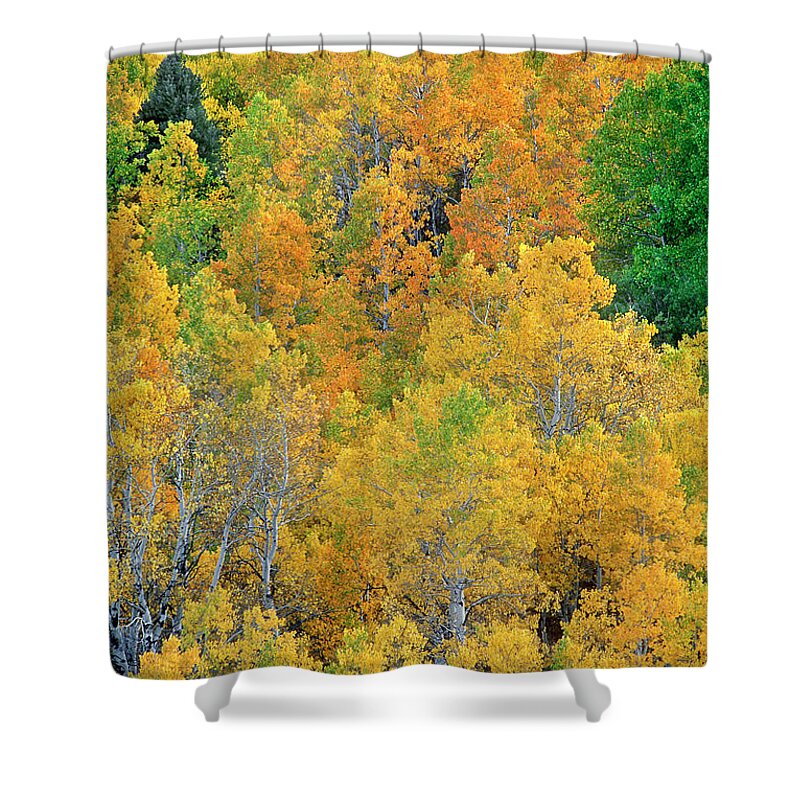 North America Shower Curtain featuring the photograph Aspens in Fall Eastern Sierras California by Dave Welling